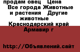  продам овец › Цена ­ 100 - Все города Животные и растения » Другие животные   . Краснодарский край,Армавир г.